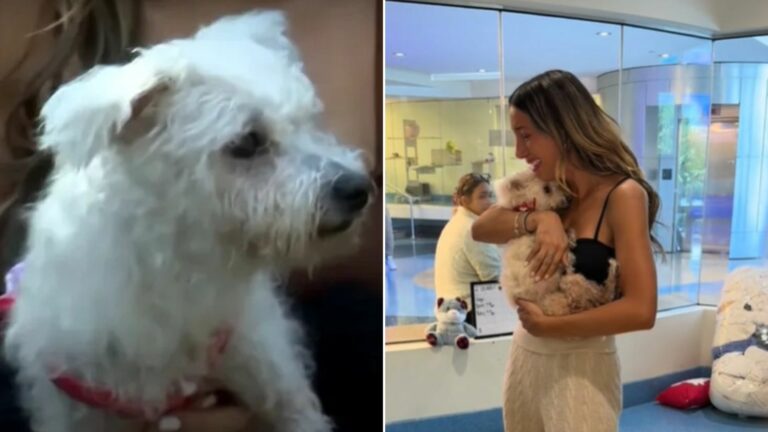 white dog and woman