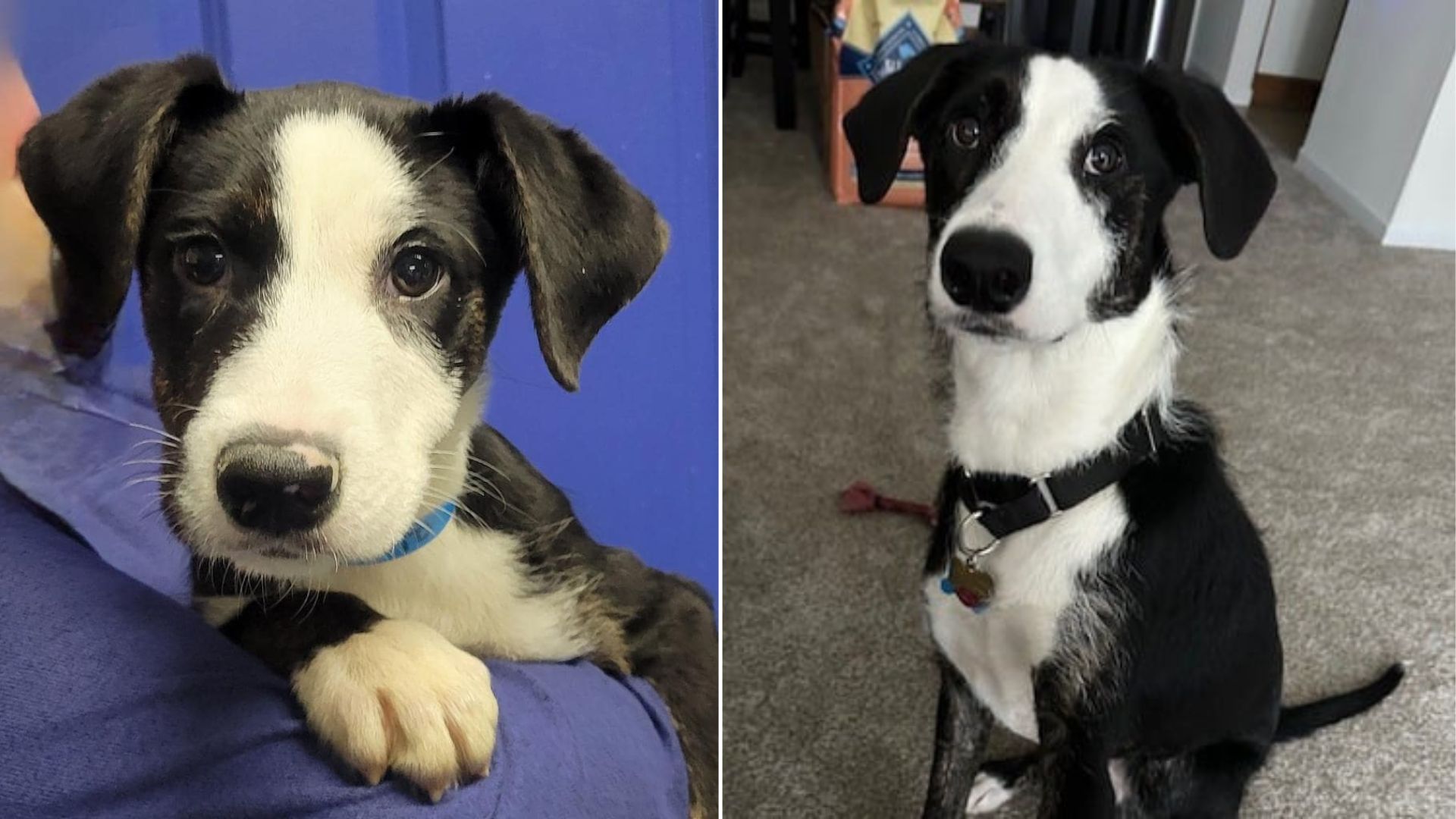 Sorrowful Dog Was Withdrawn After Owners Surrendered Him Because He Was Not A ‘Good Fit’ Anymore