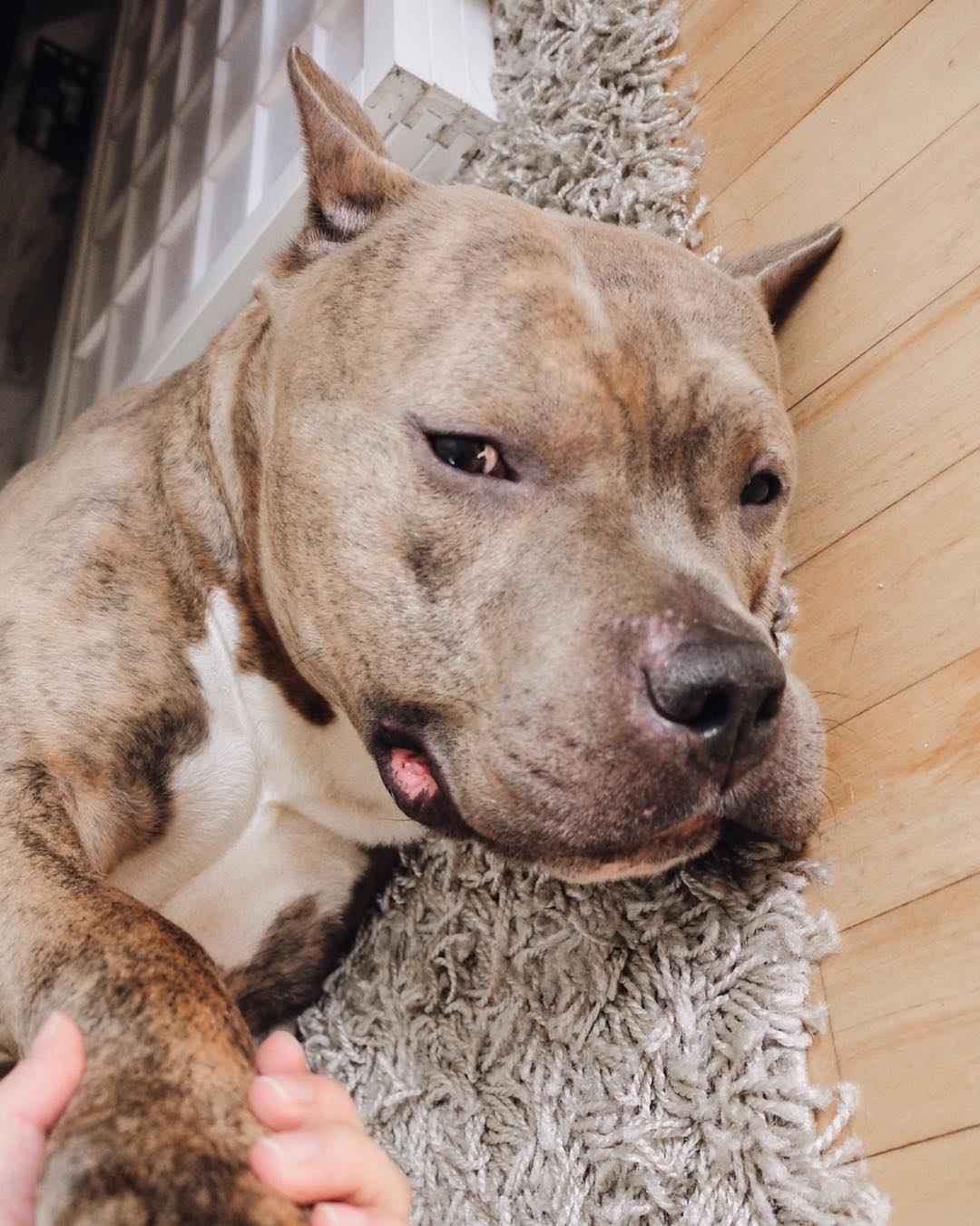 Sweet Pit Bull laying down