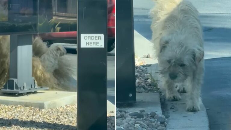 hungry dog