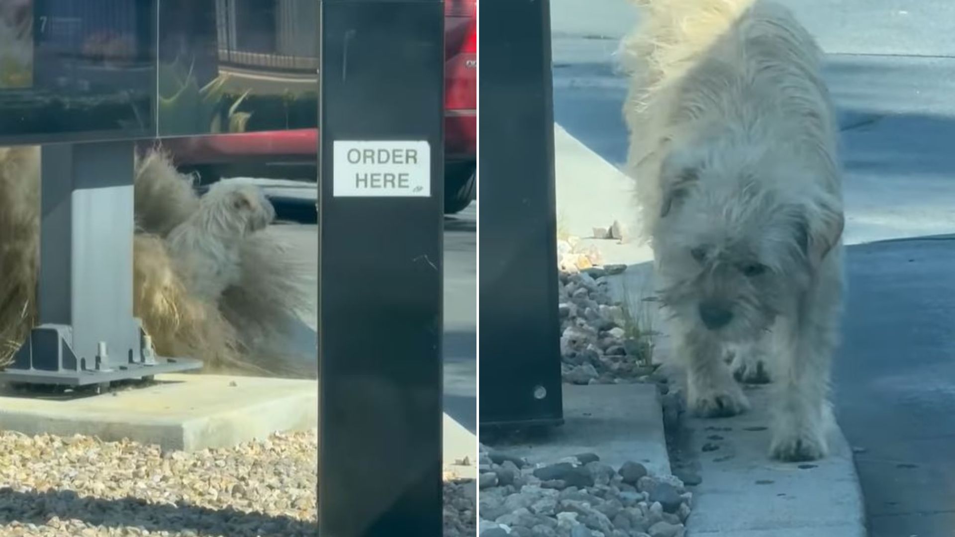 Tears As Hungry Pup Waits At California McDonald’s Drive Thru For People To Order Him Food