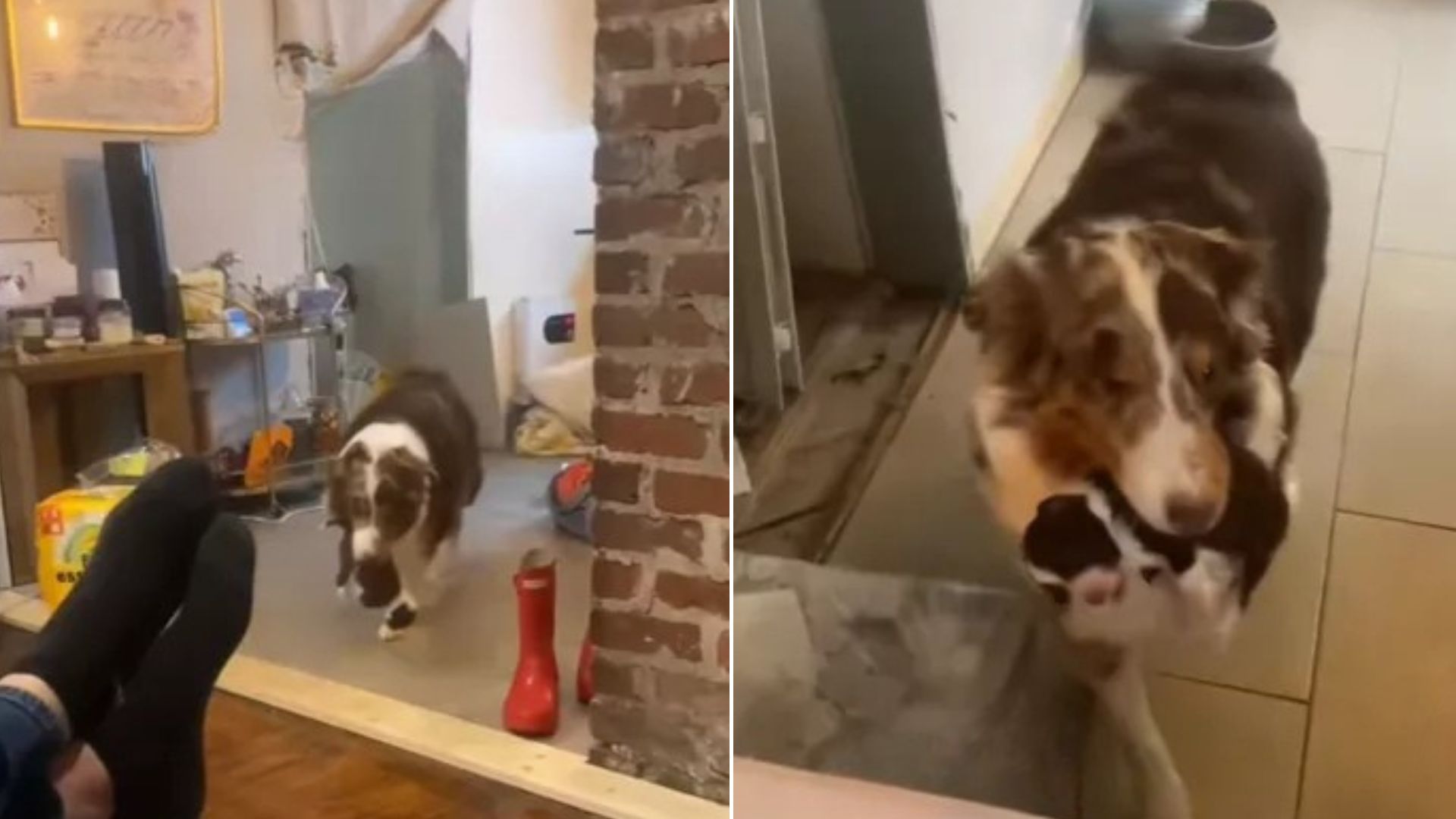 mother dog and puppies