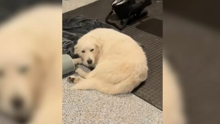 big white dog