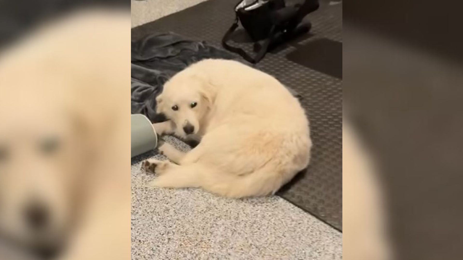 Texas Family Takes In A Stray Dog Who Arrives At Their Yard Not Knowing That They Are In For A Big Surprise