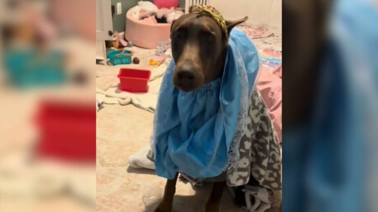 sad dog