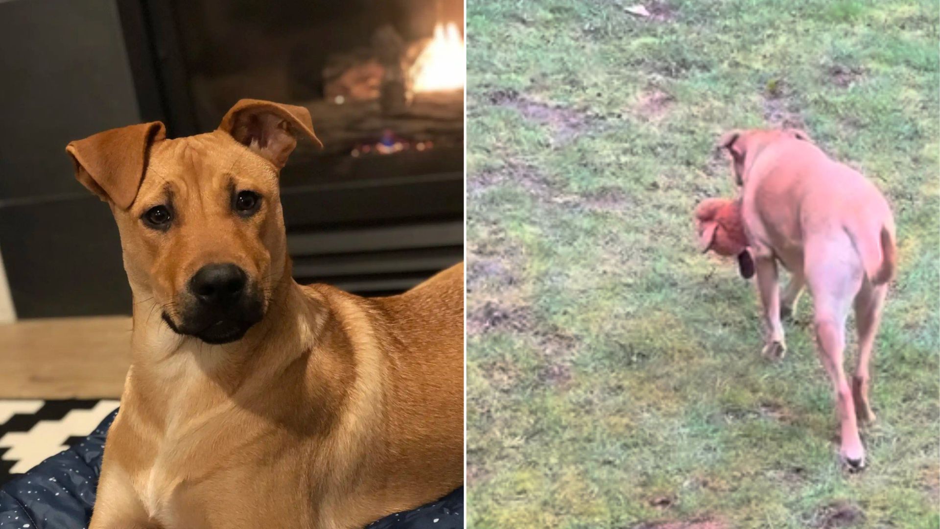 Texas “Guard Dog” And Her Tiny Sidekick Embark On The Most Intense Backyard Mission Ever