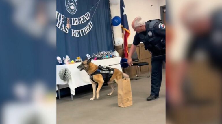 K-9 dog