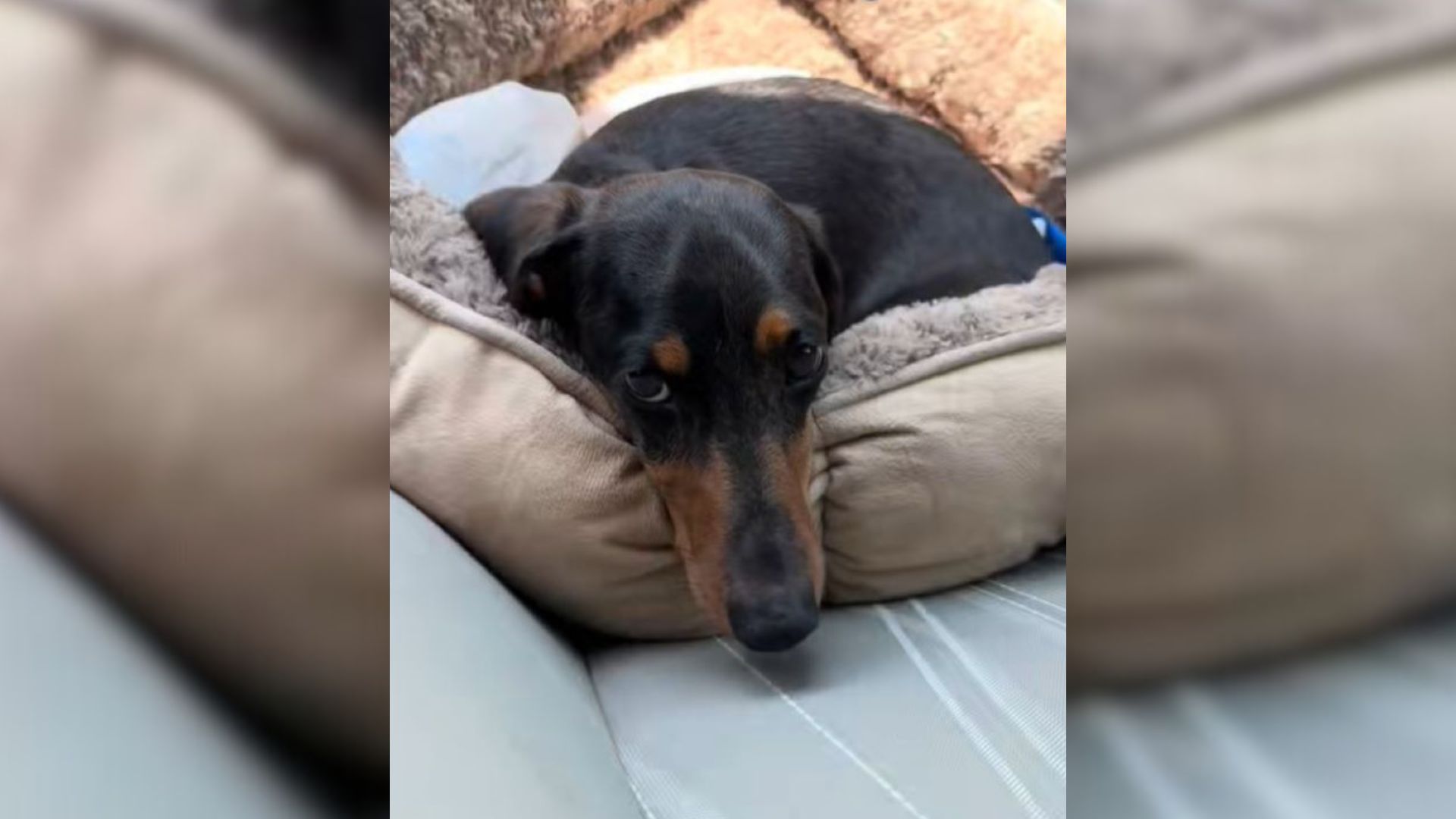black dog laying down