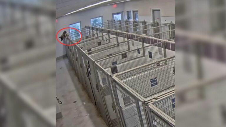 dog in building