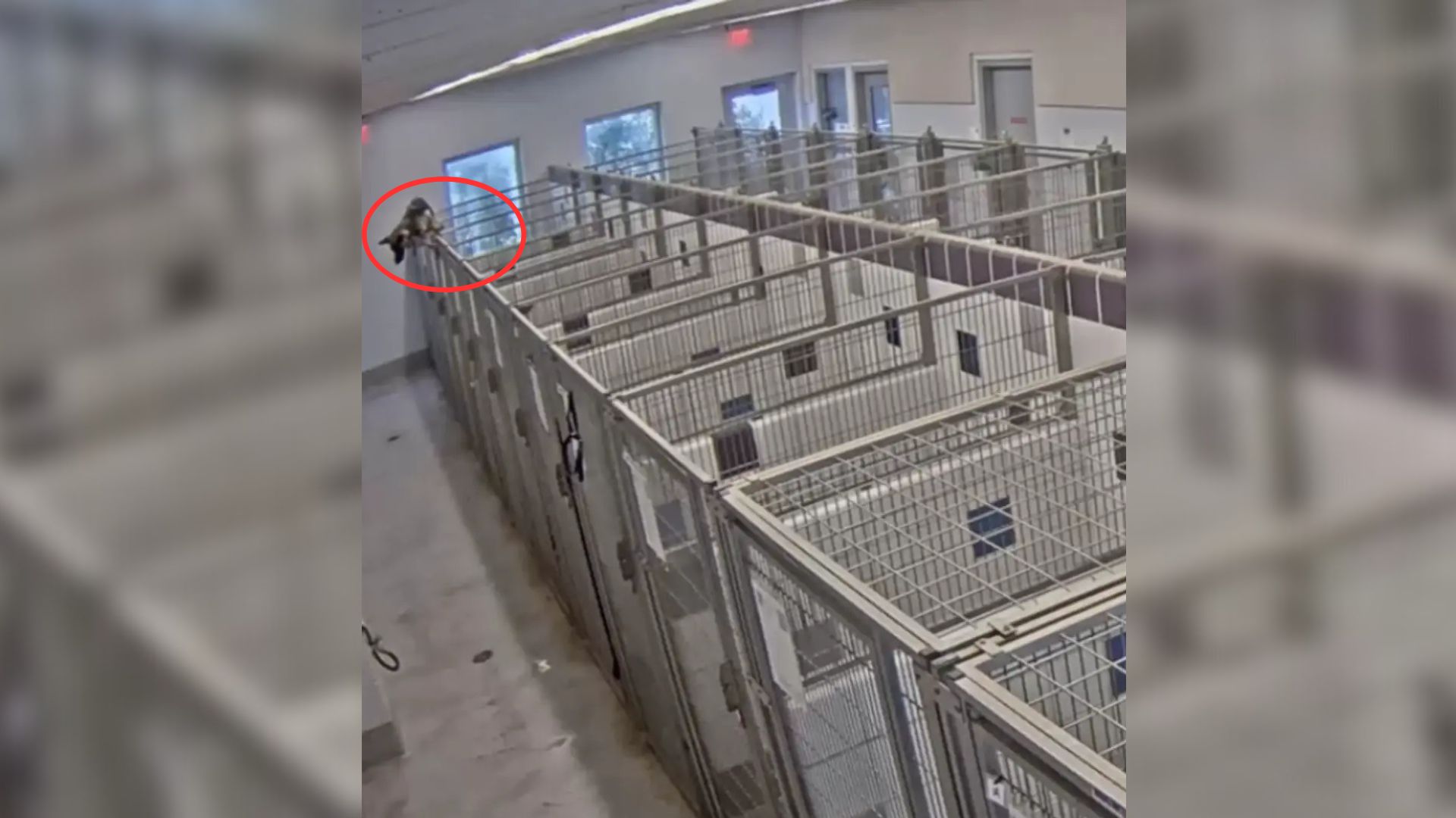 dog in building