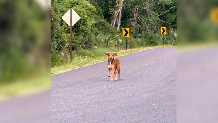 dog on road