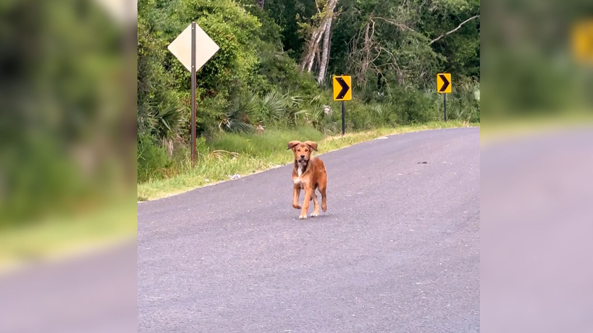 dog on road