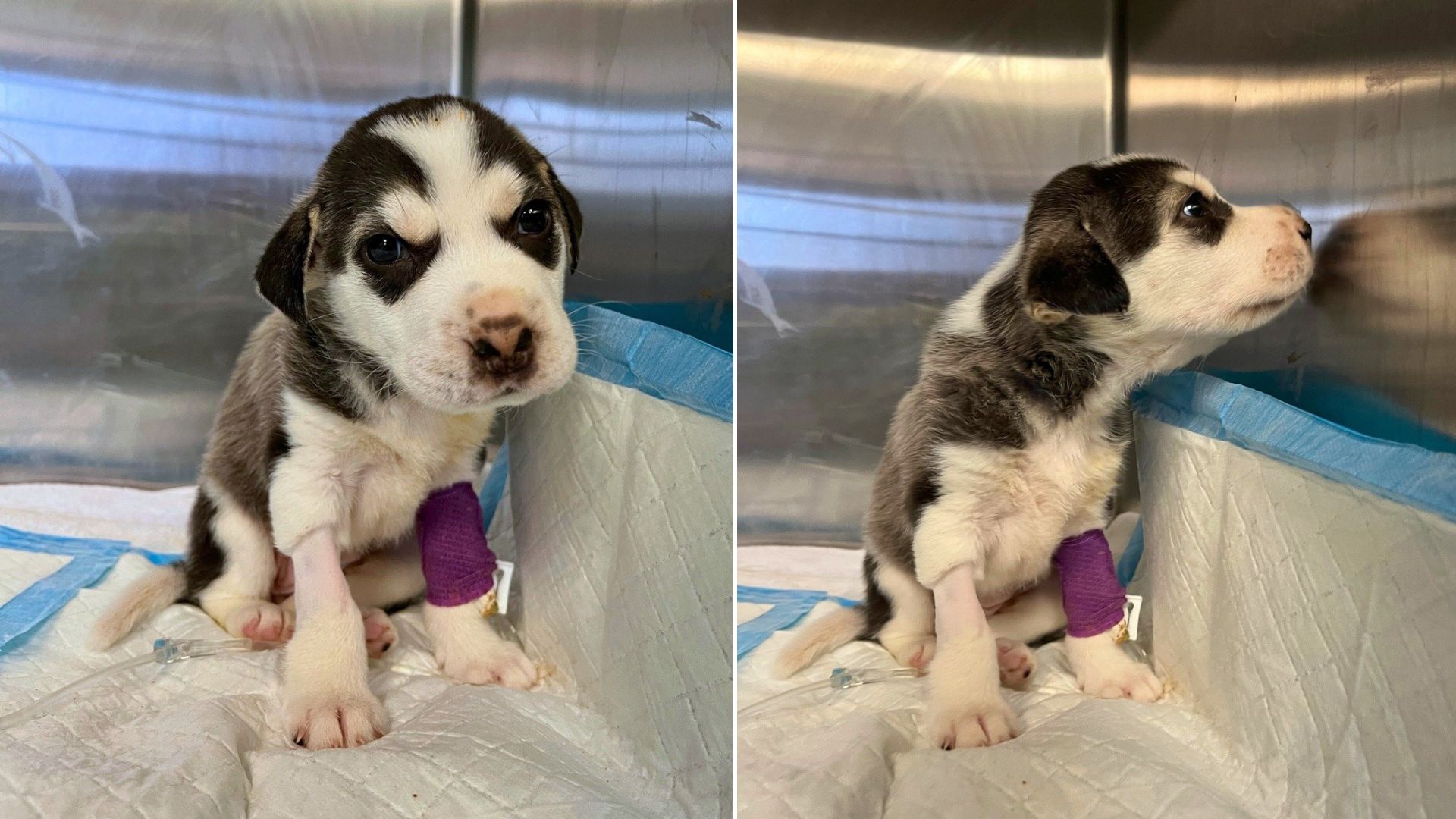abandoned husky