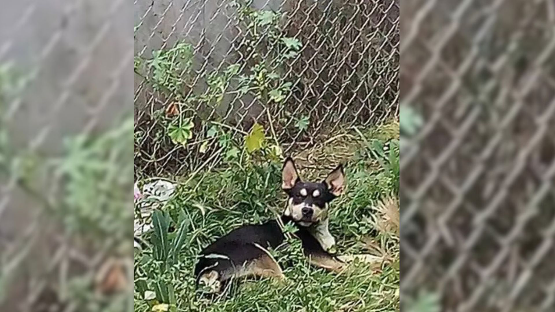The Scared Pup From California Who Was Hiding Under An Old Boat Starts Trusting His Rescuer