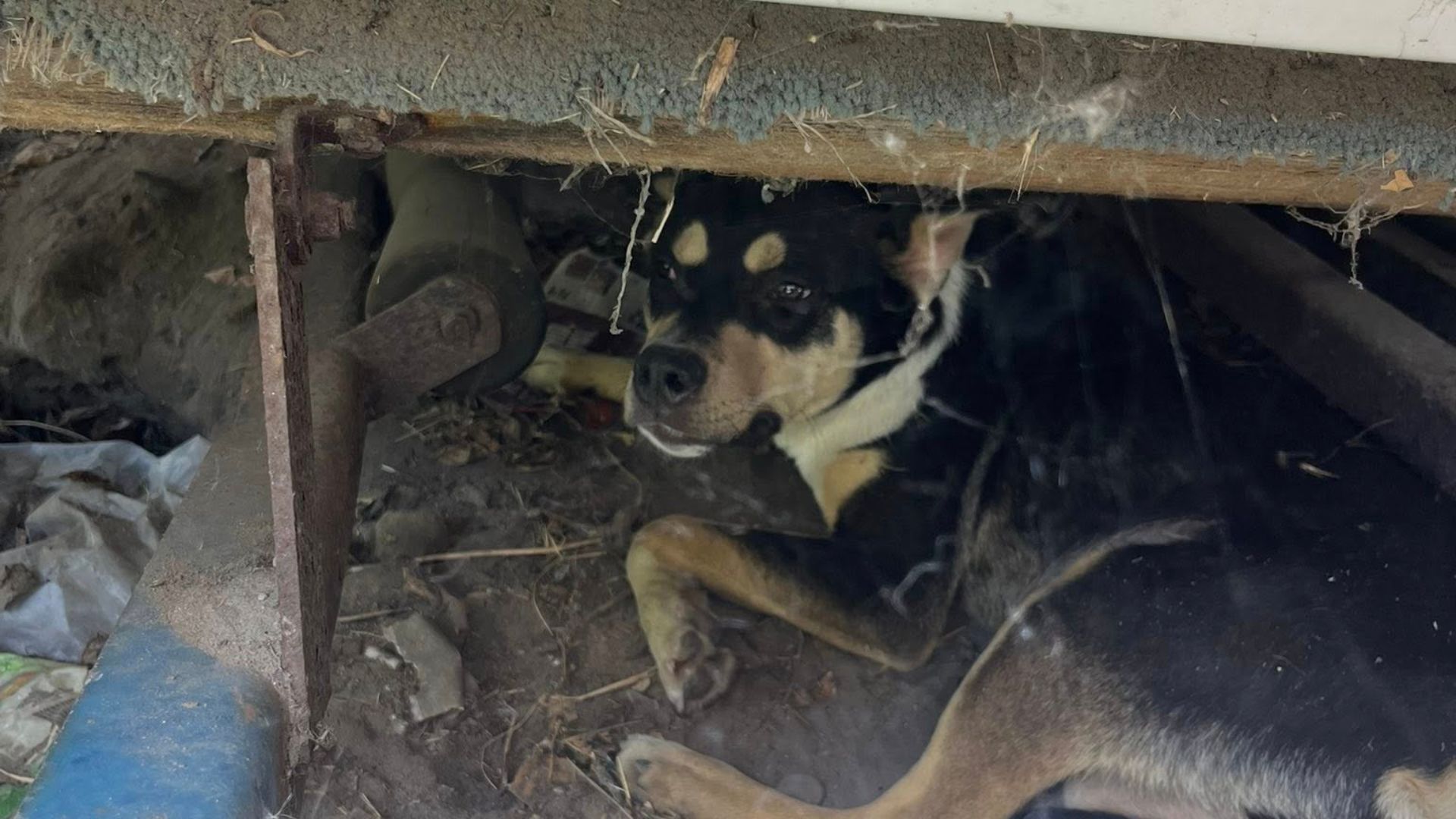 dog hiding under old boat