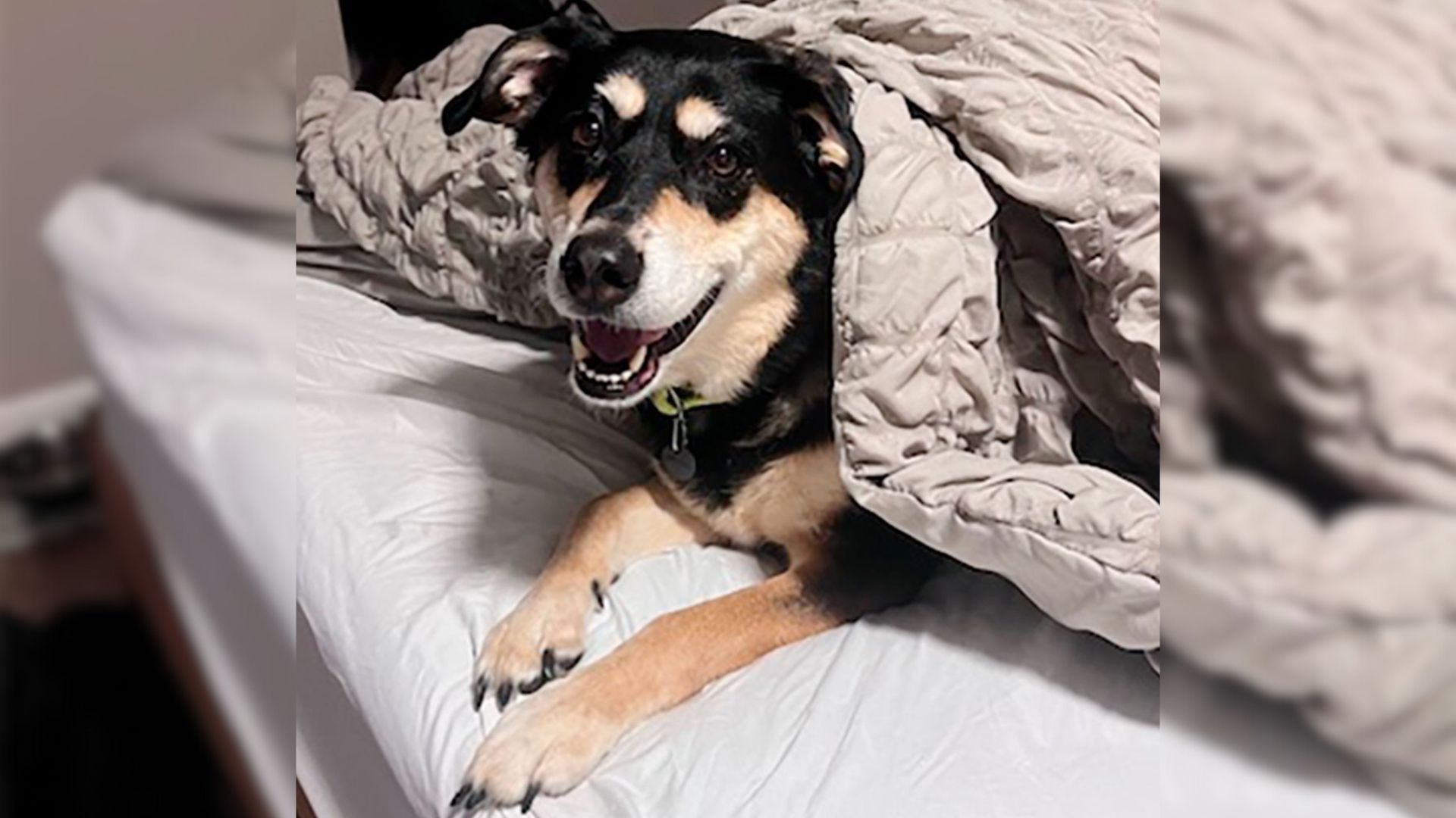 sweet dog