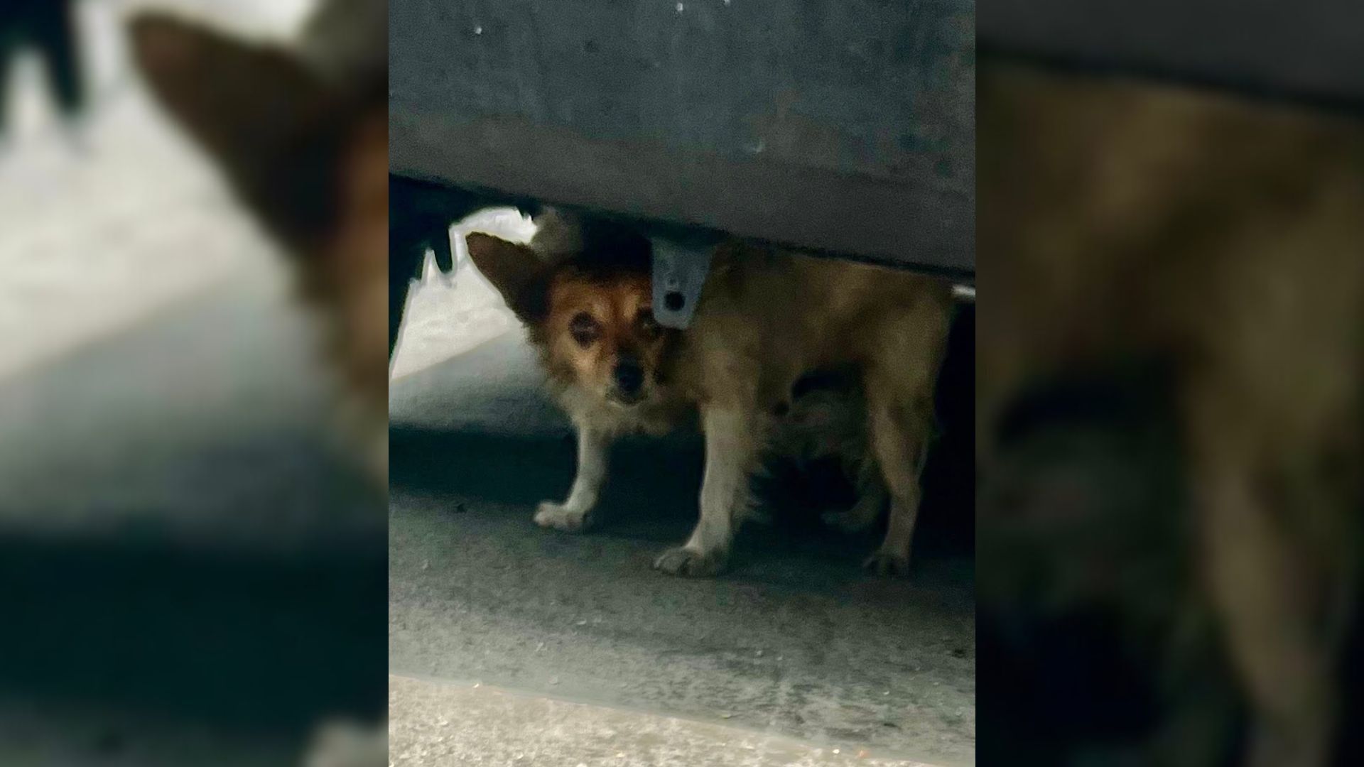 Tiny Hungry Pup Who Lived On A Freeway Ramp For Weeks Finds Safety Thanks To A California Rescuer