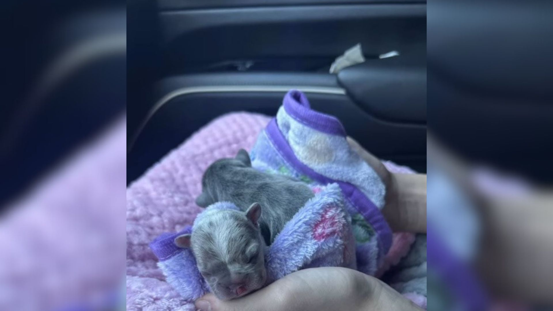 two puppies
