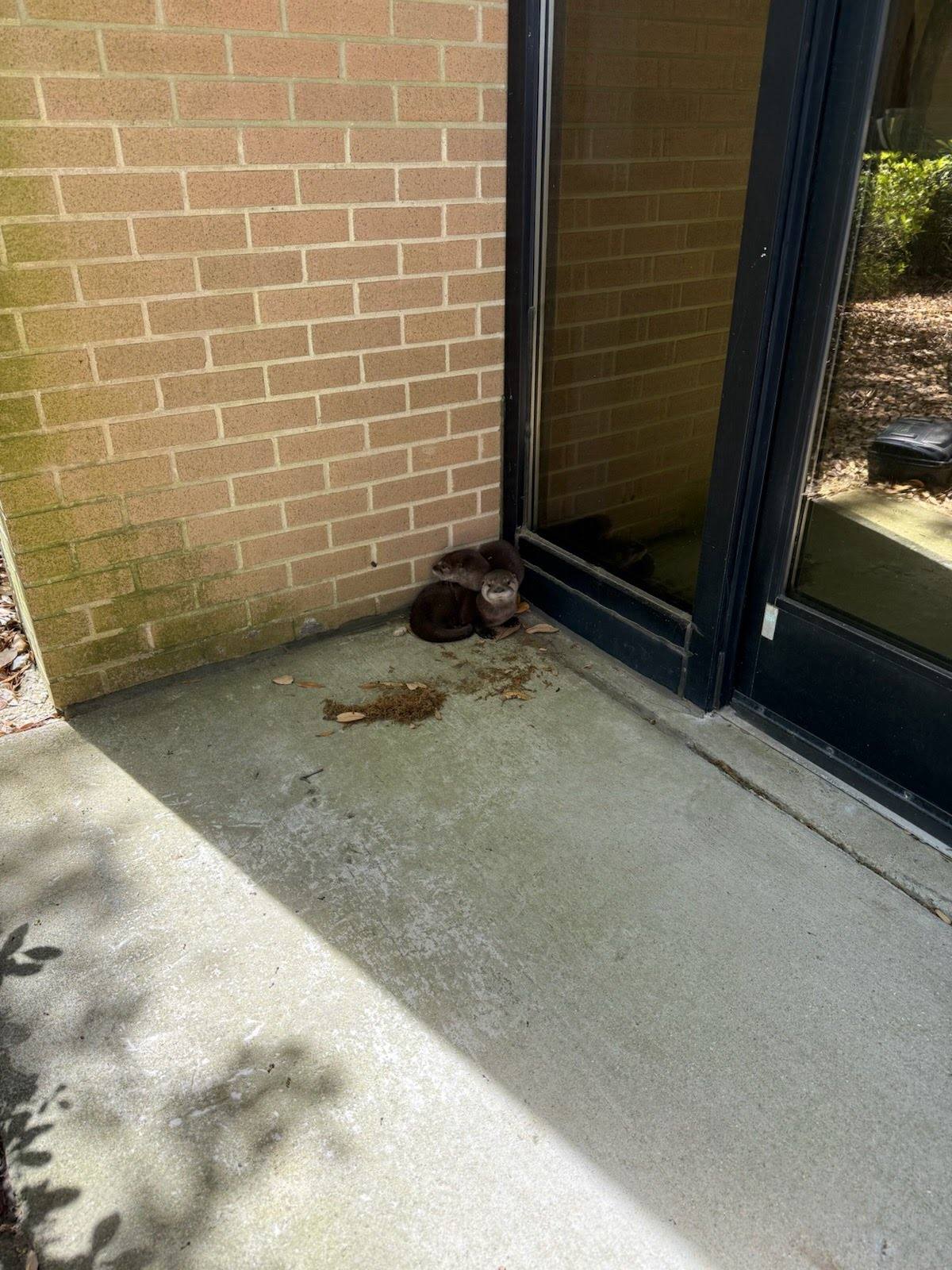 Two otters