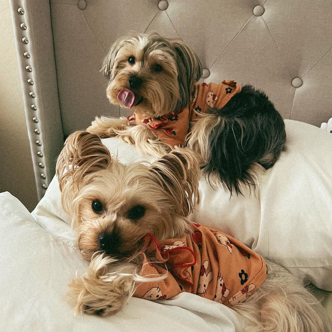 Two sweet dogs on a bed