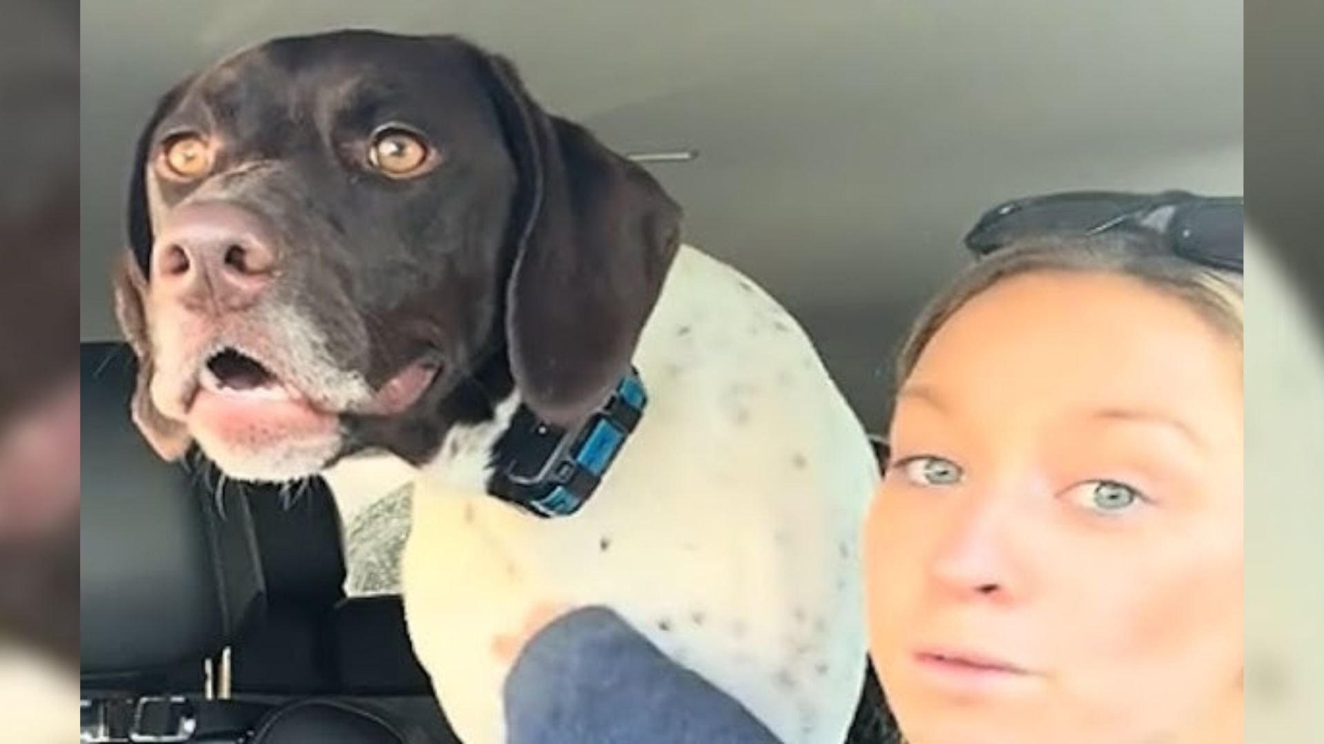 Vermont Owner Uncovers Her Dog’s Hilarious Behavior That Takes Over the Internet