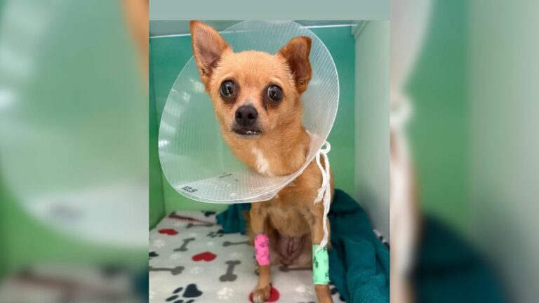 sick chihuahua