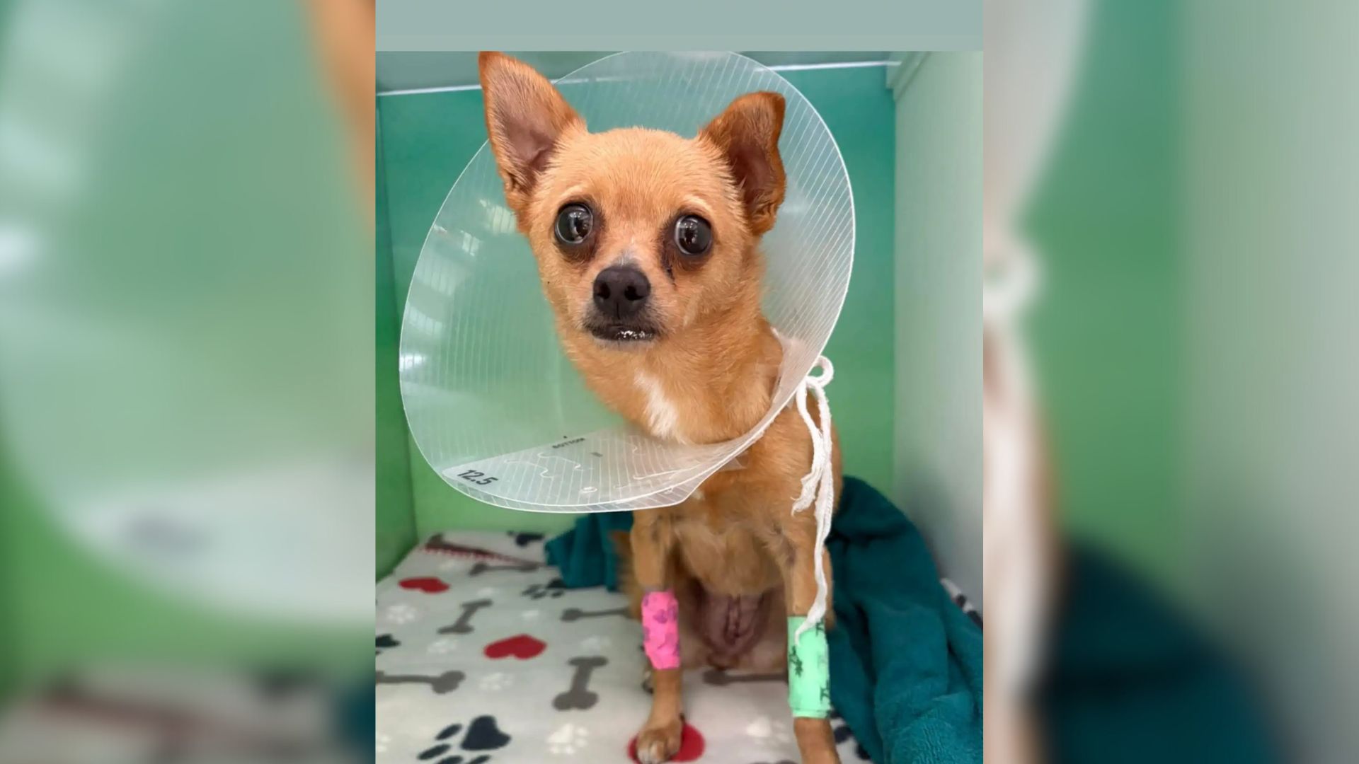 sick chihuahua