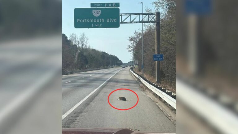 injured animal on highway