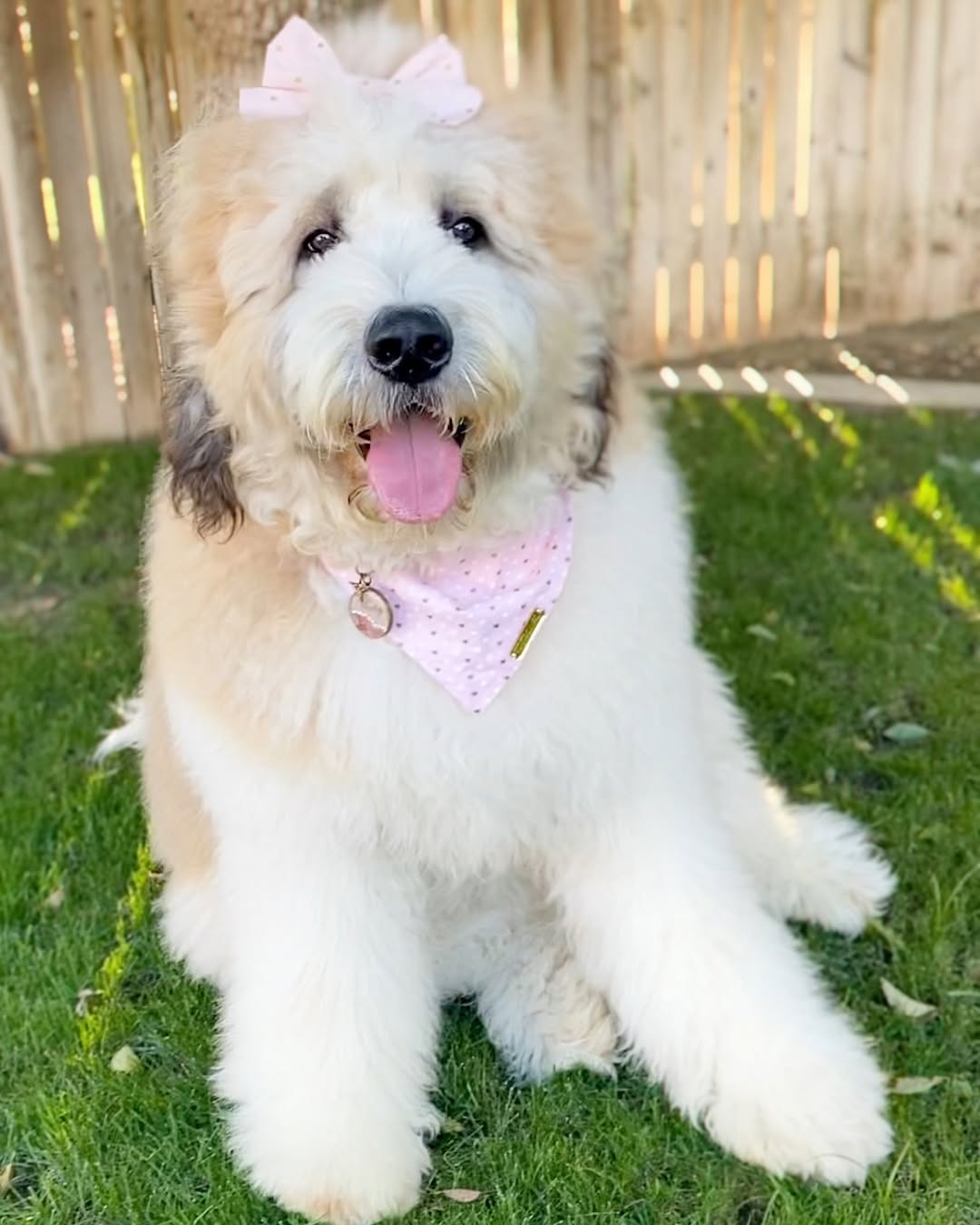 White dog with clothes