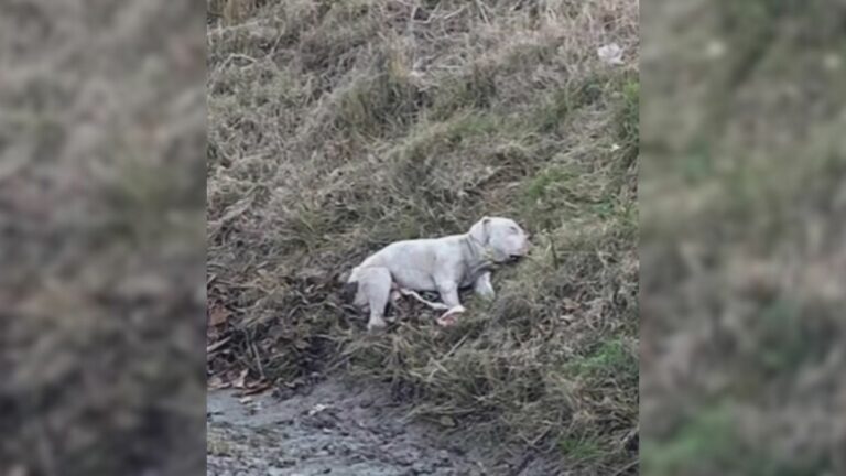 tiny dog