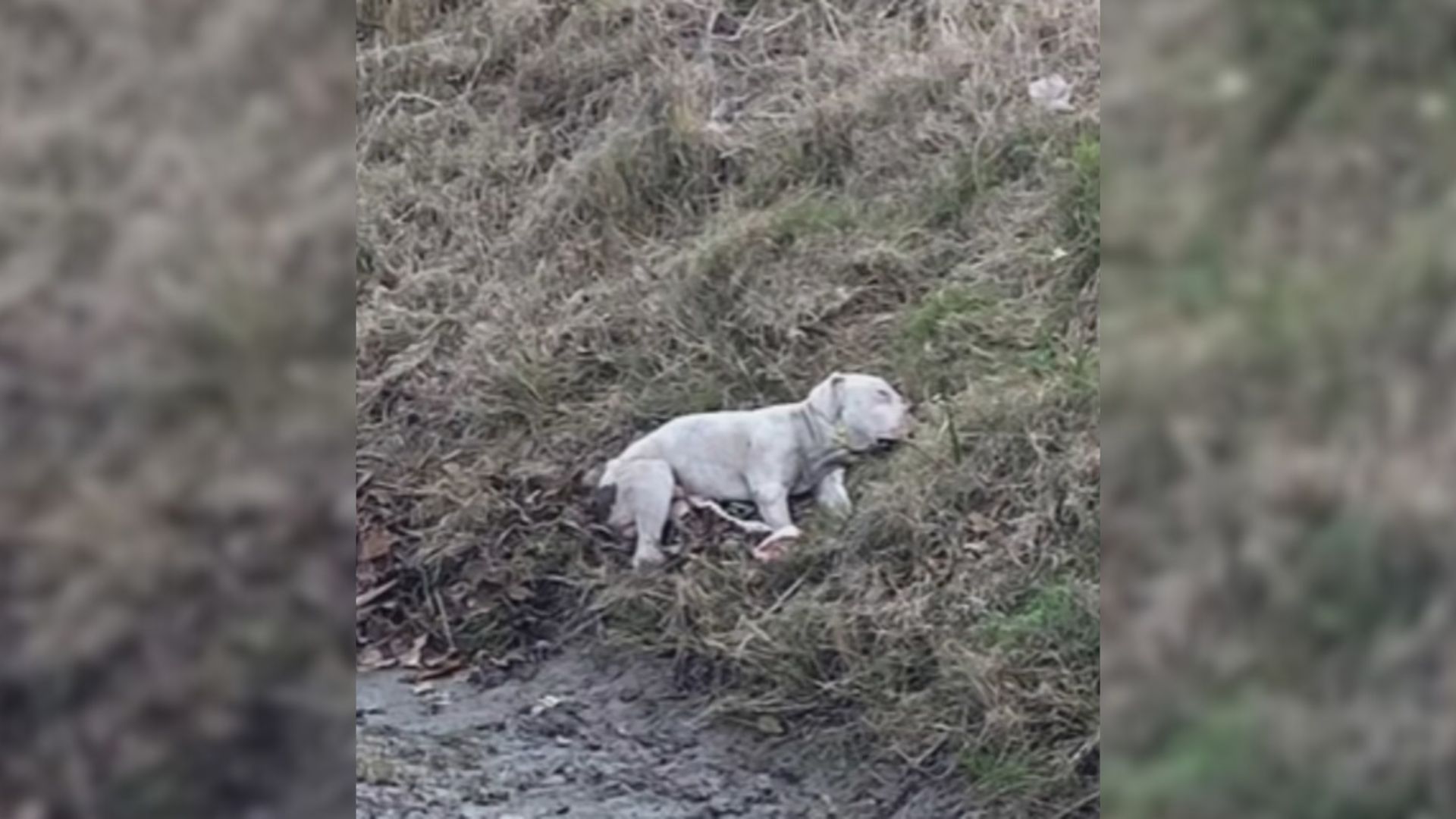 Woman Finds Pittie By Deceased Friend On Texas Highway And Makes Life-Saving Decision