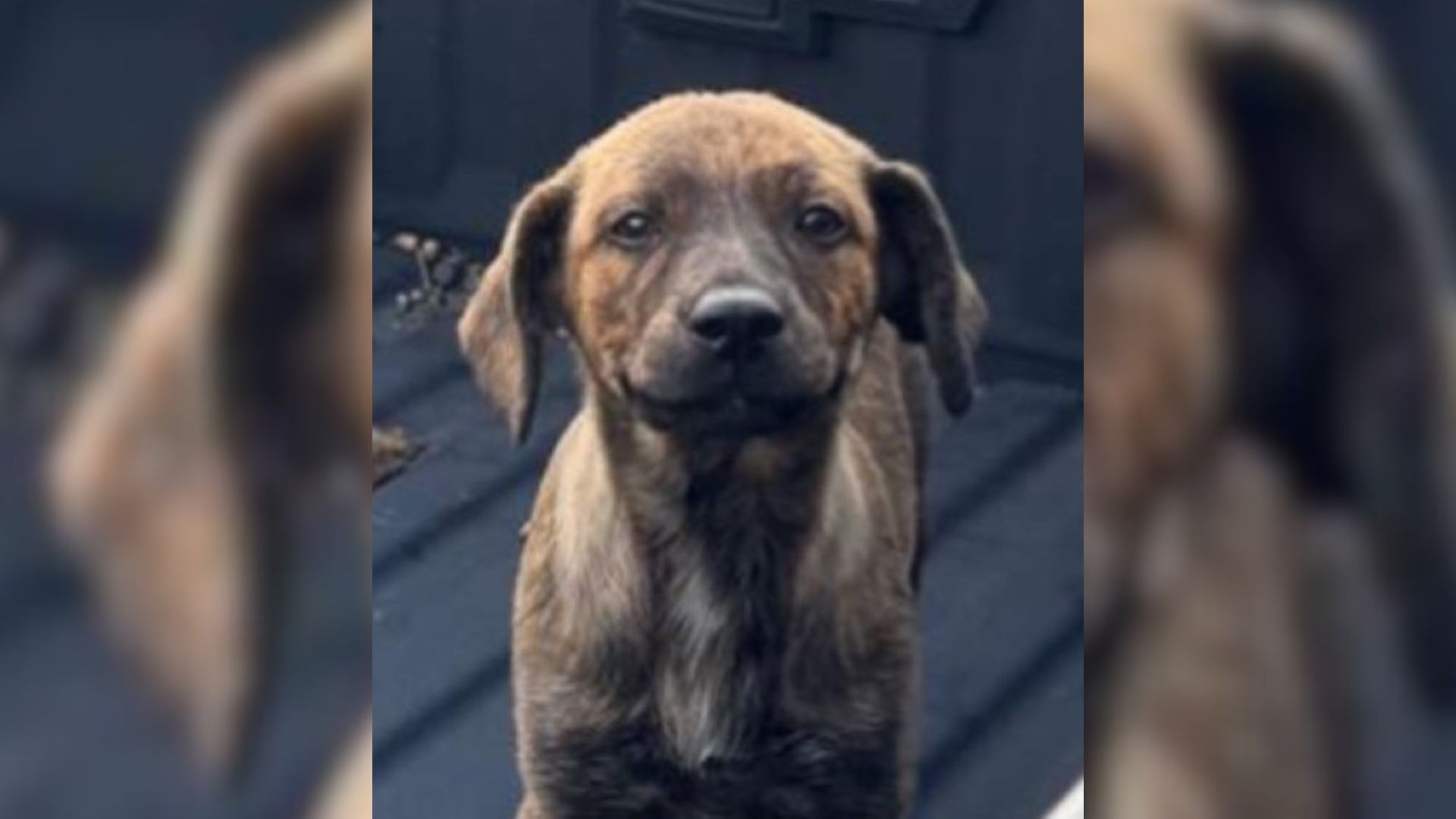 Woman Was Heartbroken To Discover A Puppy Abandoned In A Truck Outside Her Texas Home