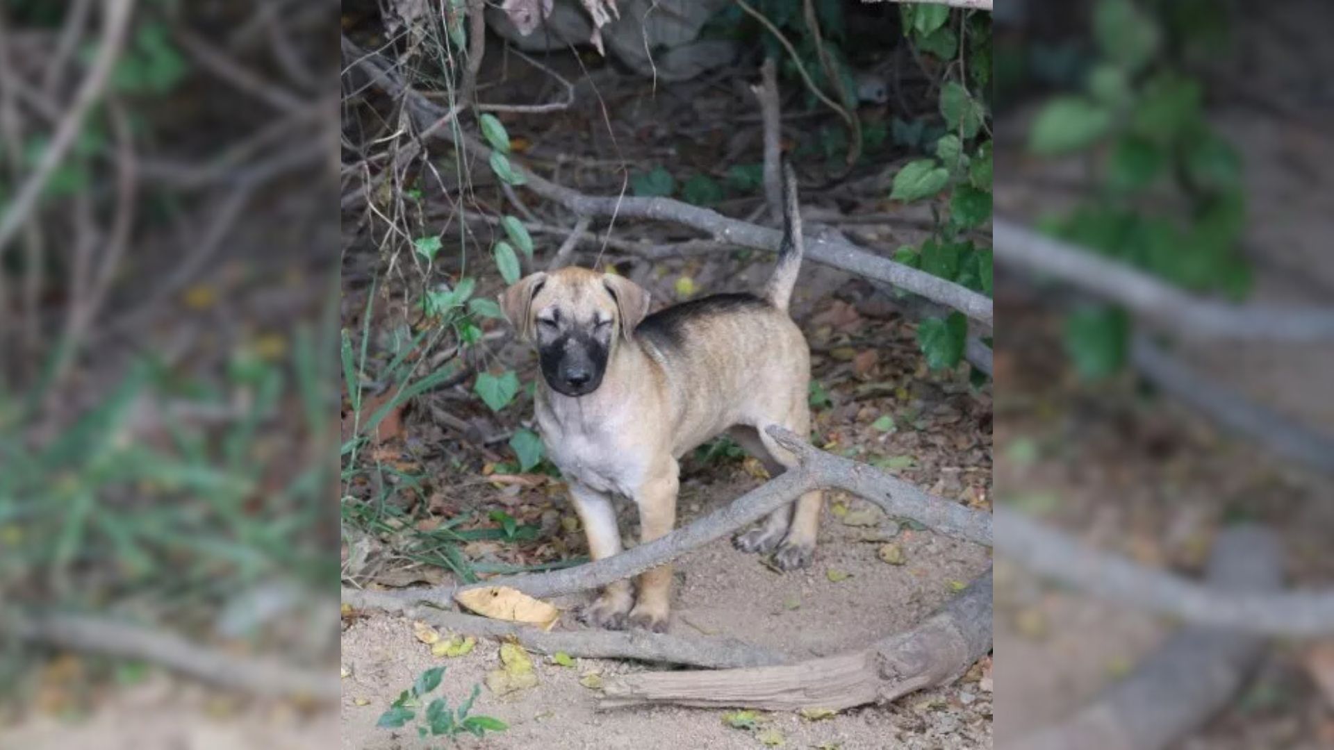 Woman Who Stumbled Upon Crying Puppy In Mississippi Woods Was Stunned To Realize He Wasn’t Alone
