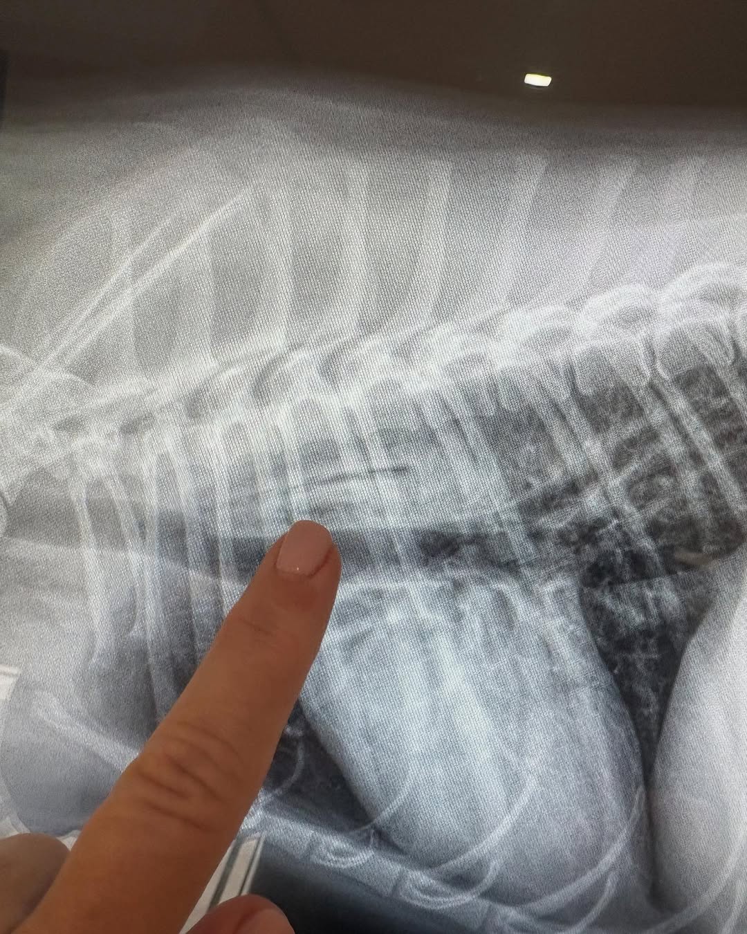 X-ray of dog