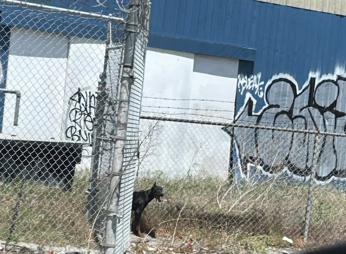 abandoned black dog