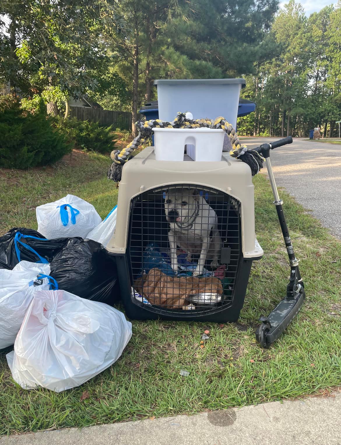 abandoned dog in cage