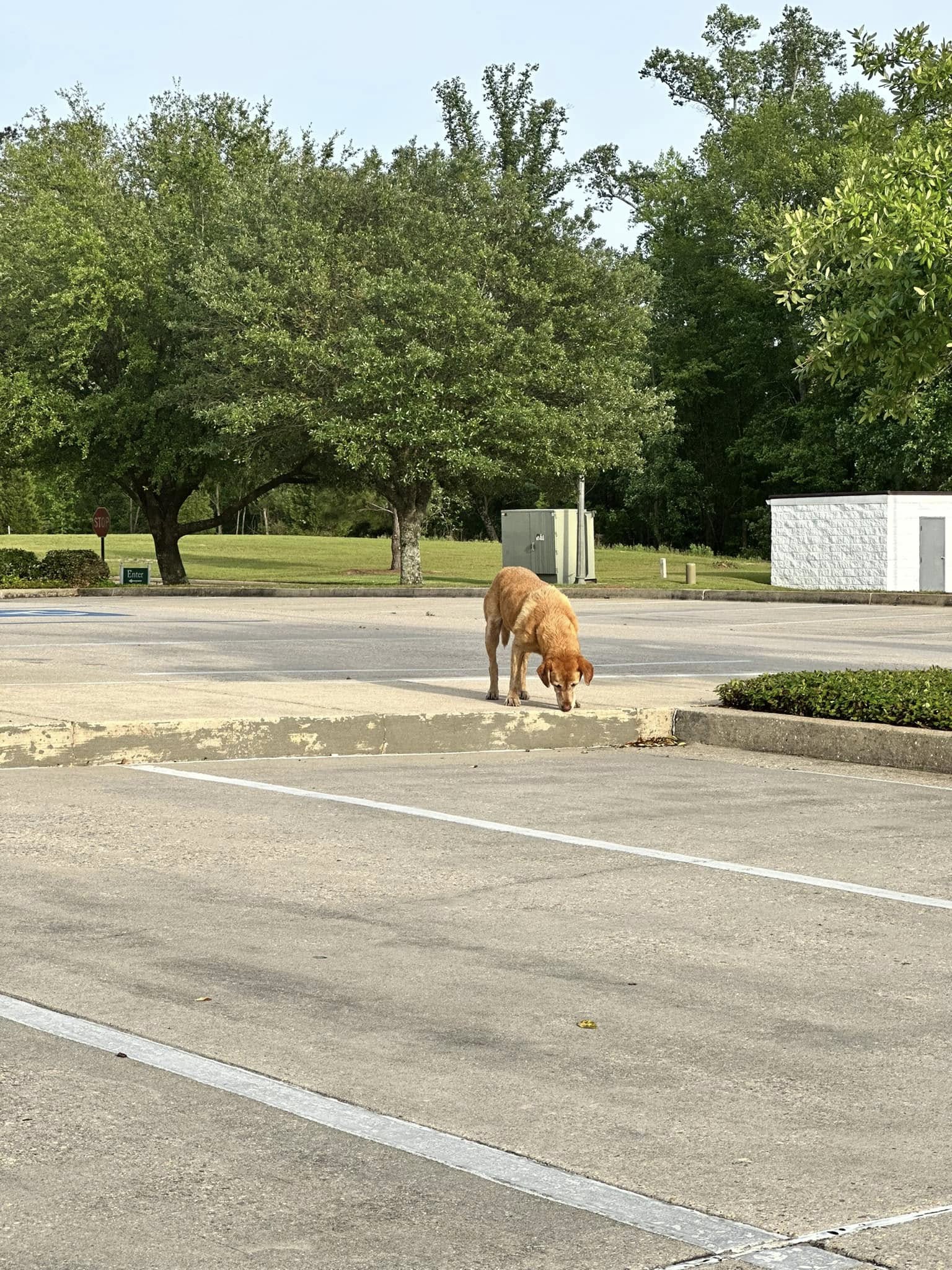 abandoned dog in the parking lot