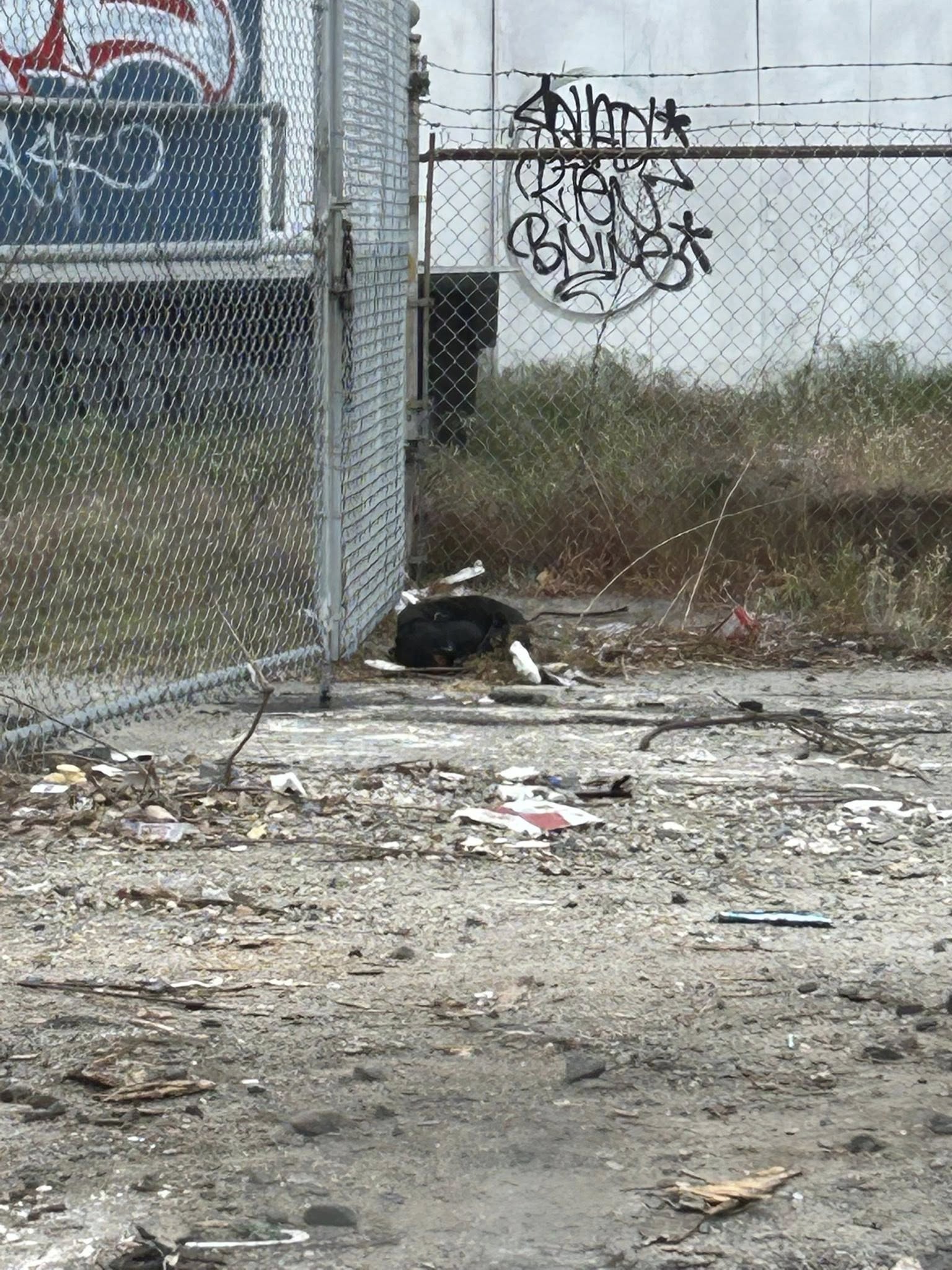 abandoned dog laying in corner