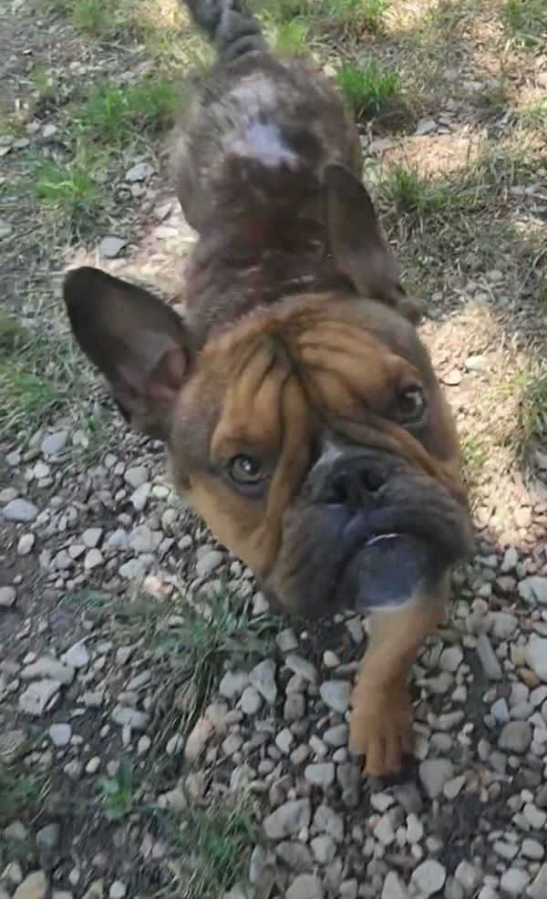 abandoned dog