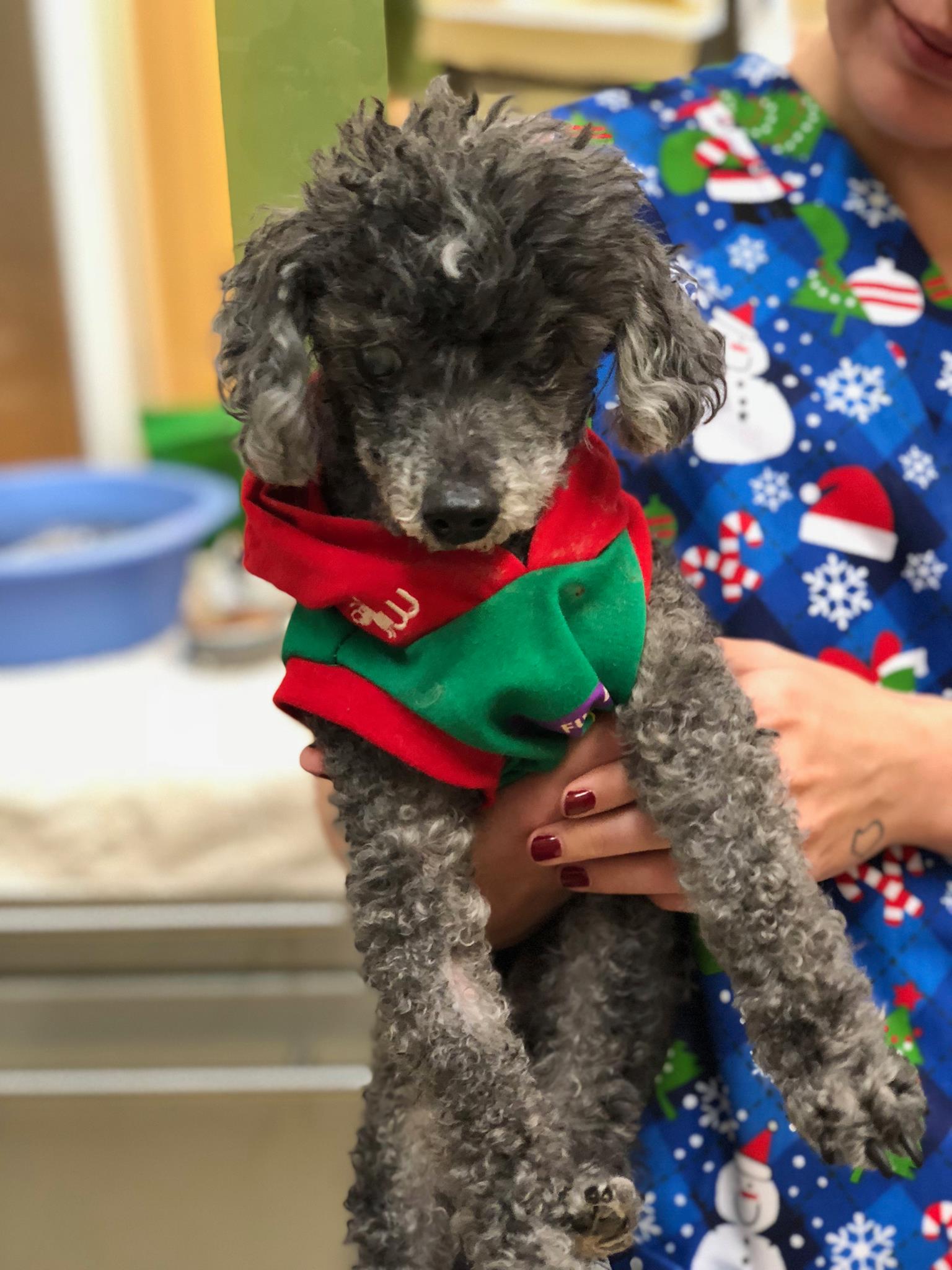 abandoned poodle