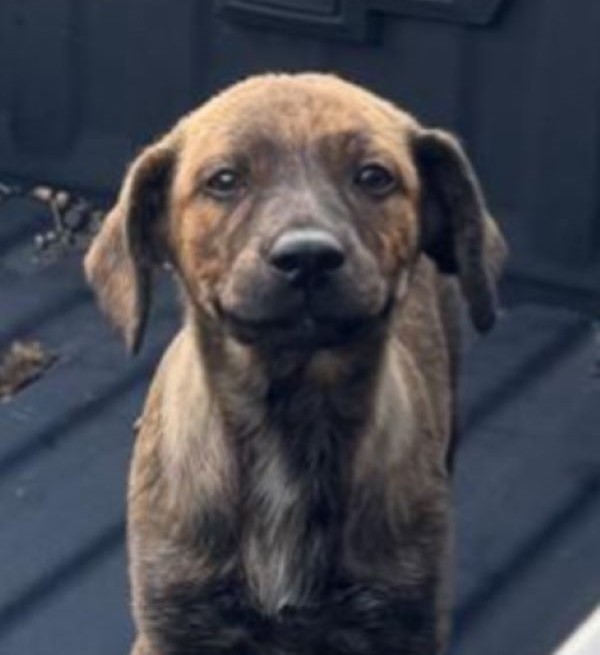 abandoned puppy