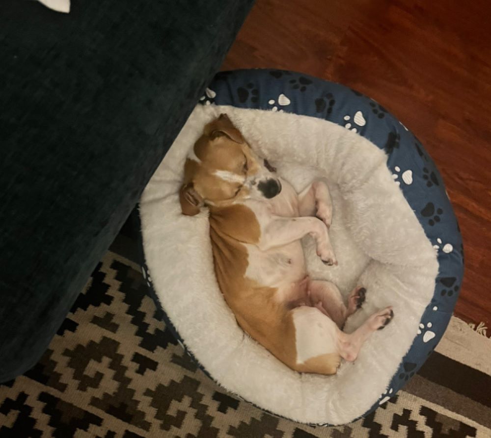 adopted dog