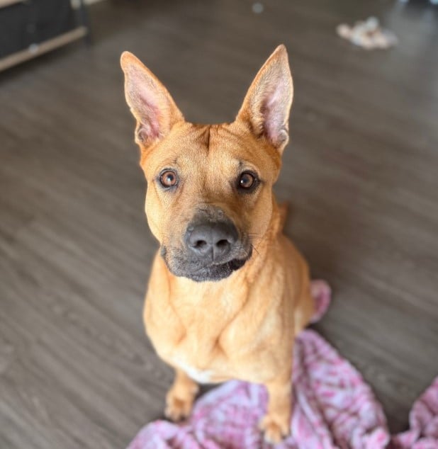 adopted senior dog