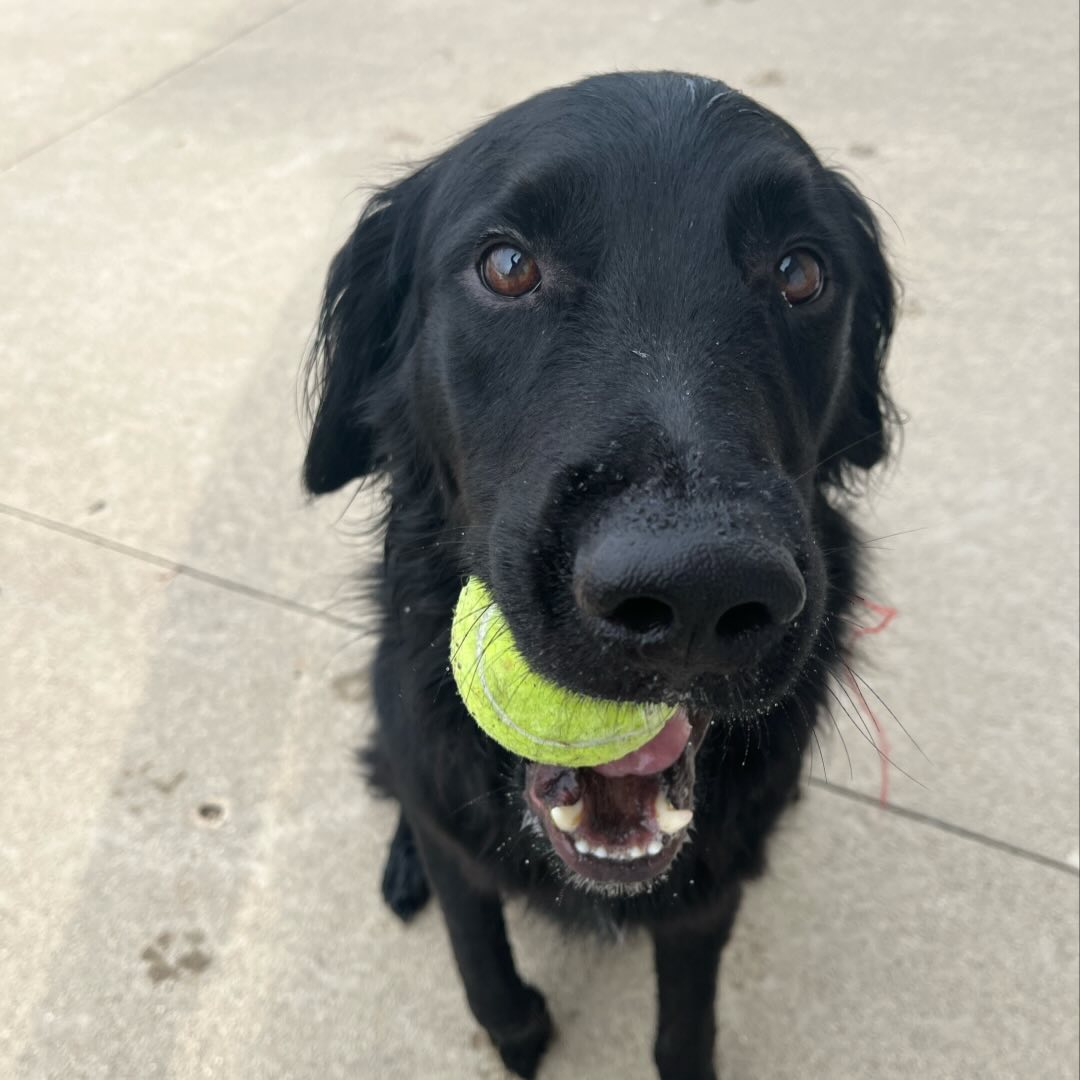 adorable black dog