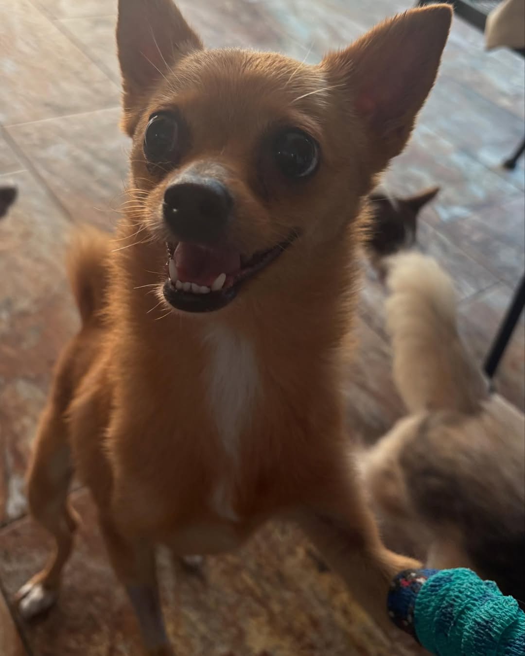 adorable chihuahua