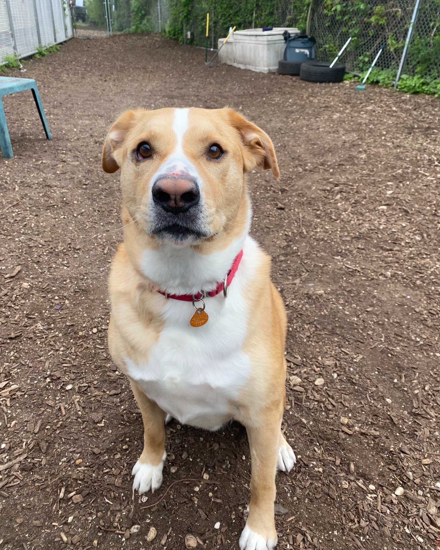 adorable dog sitting on the ground