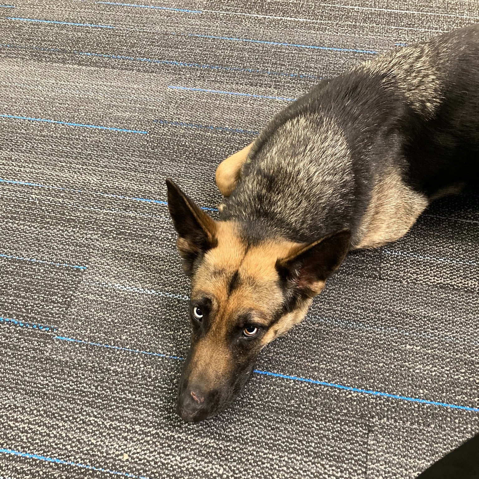 adorable senior dog laying down