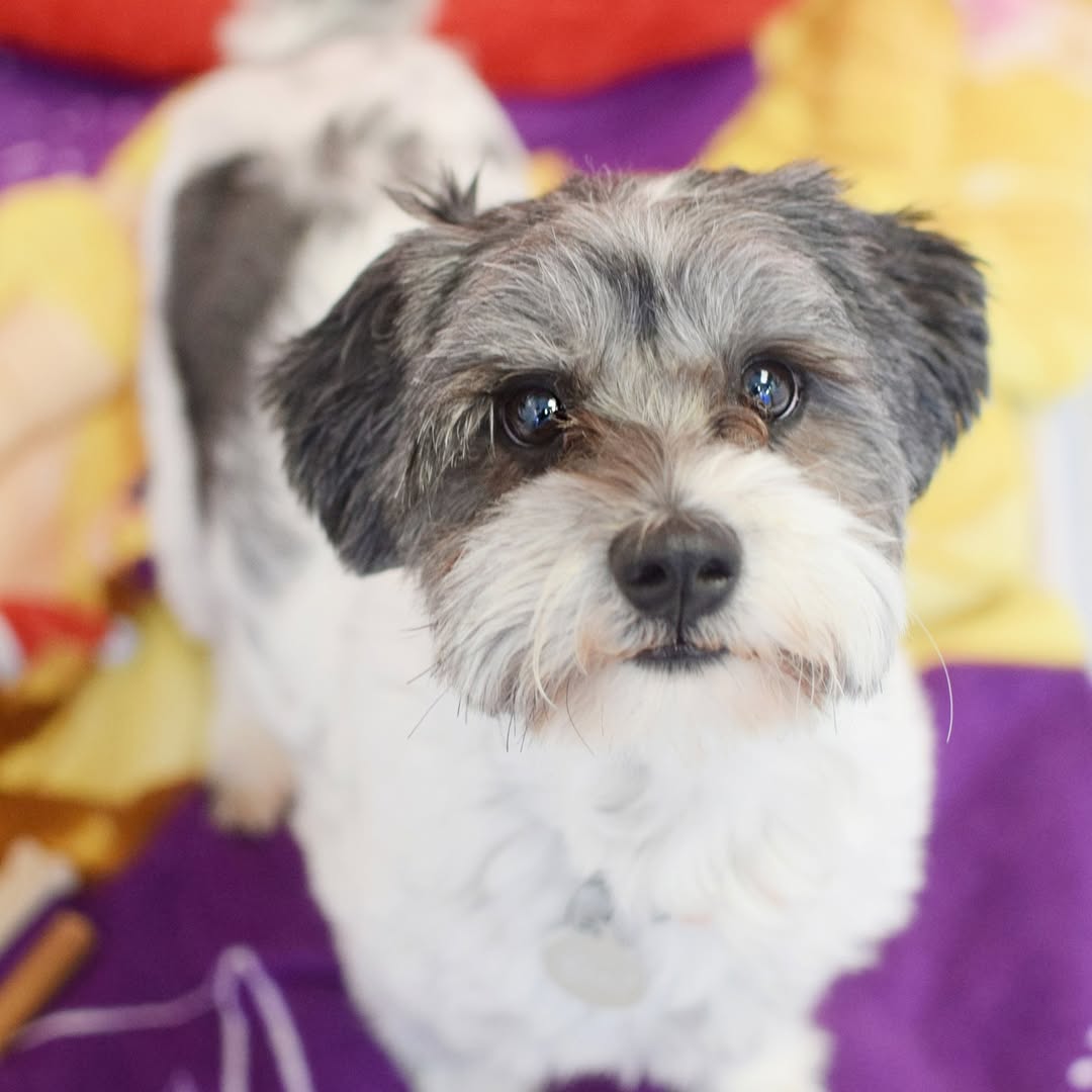 adorable tiny dog