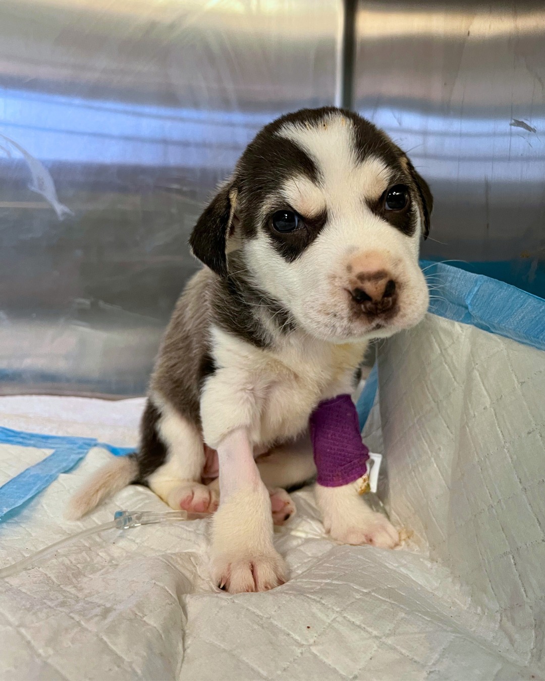 adorable tiny puppy