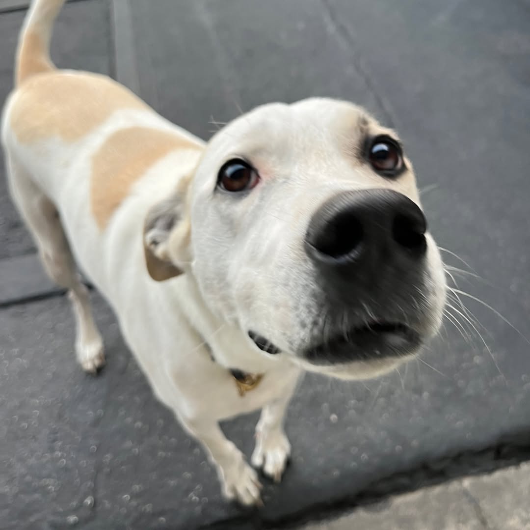 adorable white dog
